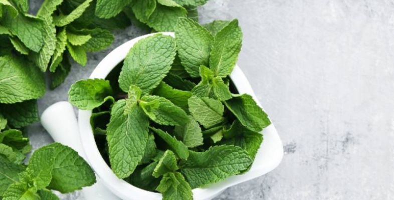 Benefits of drinking Mint Water